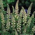 garden mignonette
